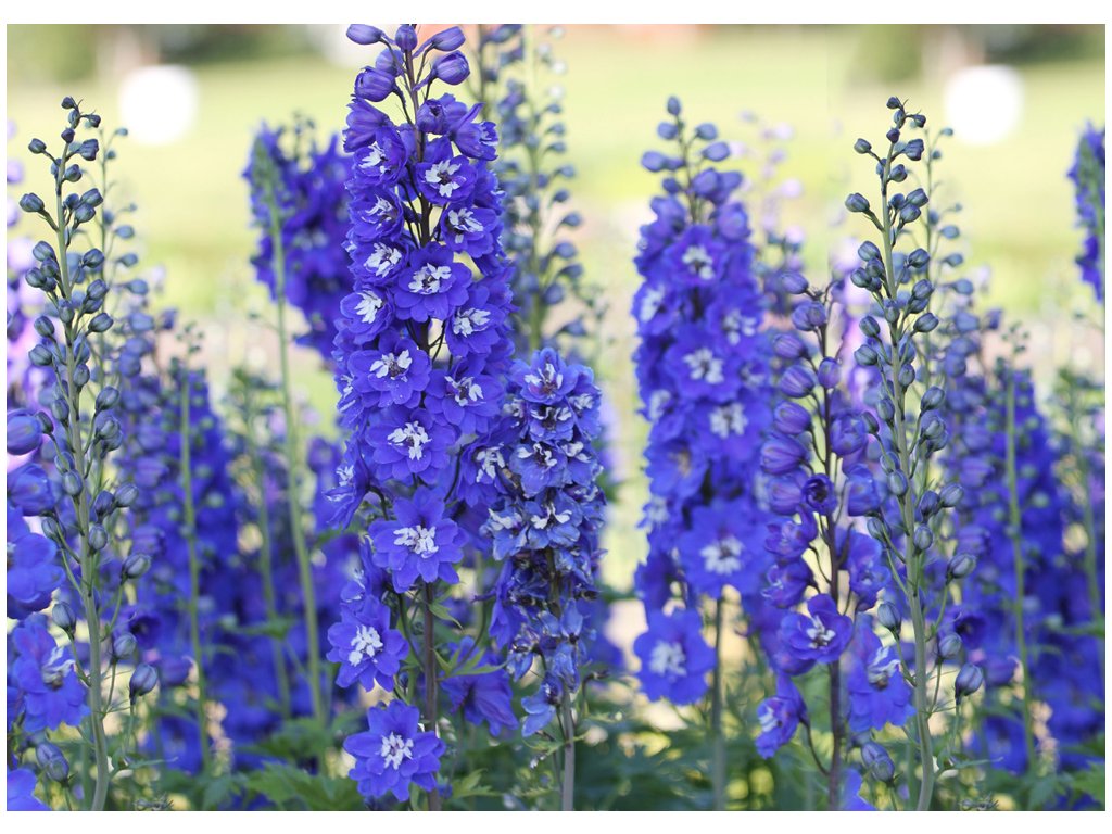 Stračonôžka (Delphinium) ´BLUE BIRD´